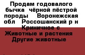 Продам годовалого бычка, чёрной пёстрой породы. - Воронежская обл., Россошанский р-н, Криничное с. Животные и растения » Другие животные   